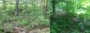 not so great woods.jpg not so great woods.jpg