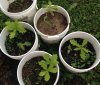 oak seedlings.jpg