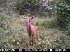 Buck1.jpg