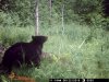 water hole bear 2015 2015-06-22 003.JPG