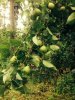 pinepear3.JPG