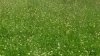 Main Plot Clover 07122015.jpg