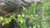 Apple Tree Color Top.jpg