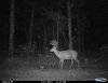 bills big buck 1.JPG