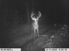bills big deer 2.JPG
