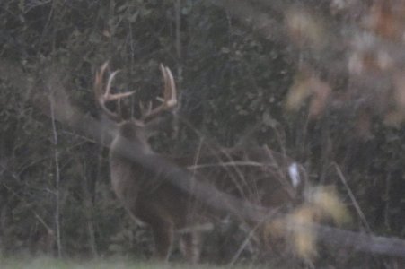 Ghost Buck 1.jpg