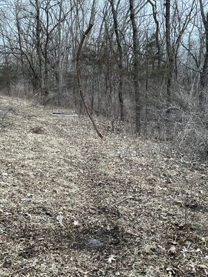 vine over scrape.jpg