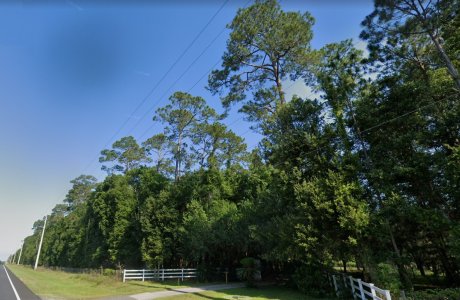 Trees Being Trimmed.jpg