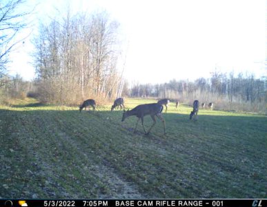 spring rye and clover blend.jpg