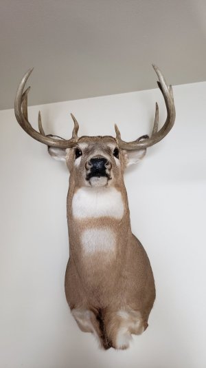 D P Buck.jpg