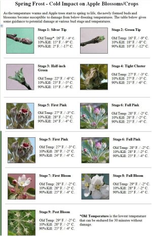 Assessing Frost Damage.jpg