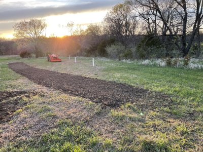 3 tubed oaks direct seeded.jpg