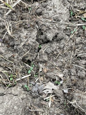 clover germinating food plot.jpg