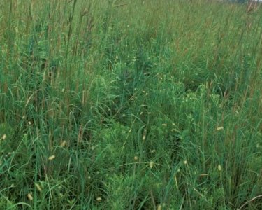 Prairie_switchgrass_2.jpg.jpg