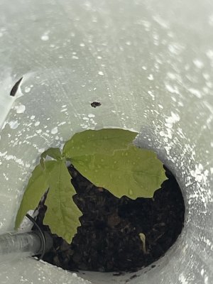 Direct seeded Burr Oak in tree tube.jpg