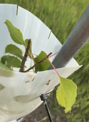 Browsed cottonwood in tree tube.jpg