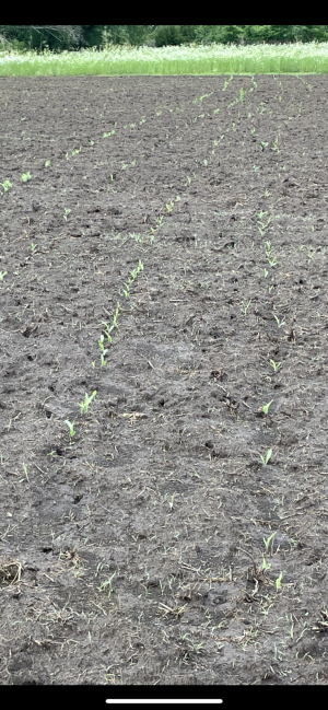 year 1 corn emerging.PNG