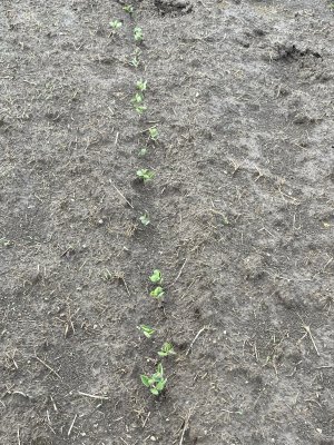 year 1 soybean emerging.jpg