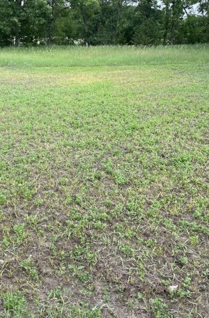 clethodim sprayed clover plots.jpg