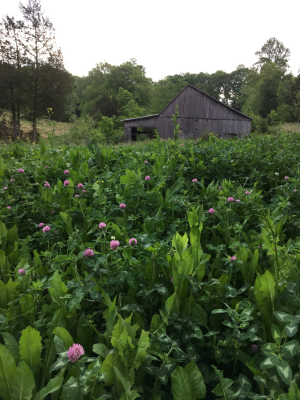 chicory - barn.png