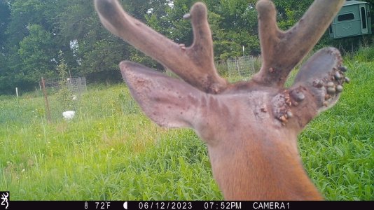 ticks1.jpg