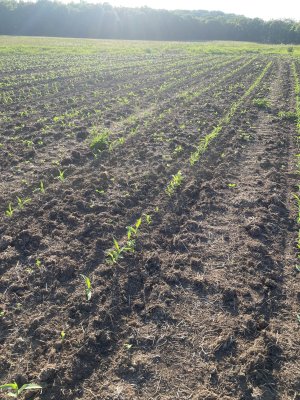 emerged corn north plot.jpg