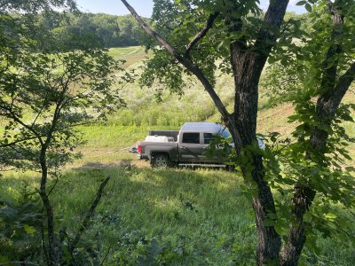 big oak tree stand.jpg