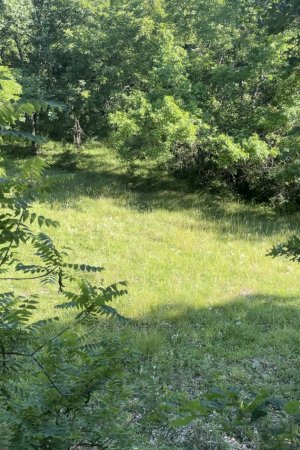 south view from big oak stand.jpg