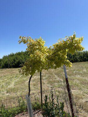 IMG_5562.jpeg