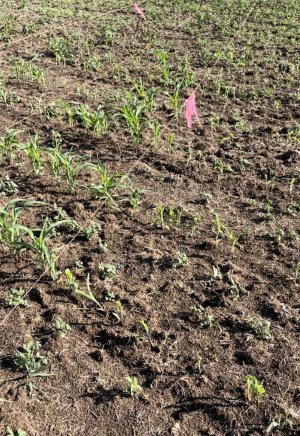 corn inside outside poor man fence.jpg