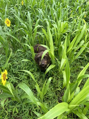 IMG_1655.jpeg