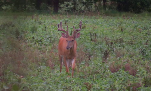 1 buck.png