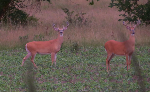 wide bucks.png