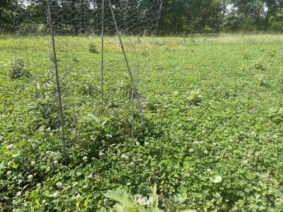 clover plot 72023.jpg