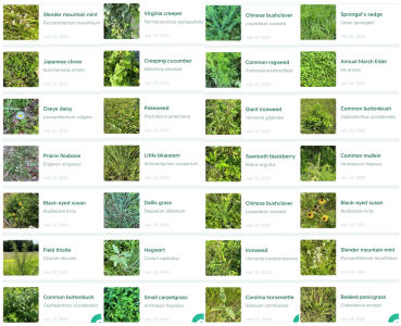 Weeds-Plants.png