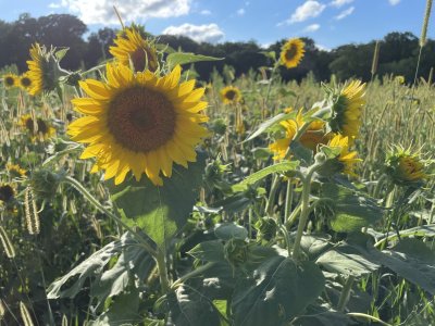 sunflowersfoodplot23.jpg