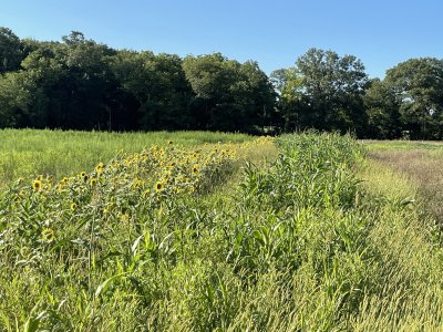 sunflowersorghum23august4.jpg