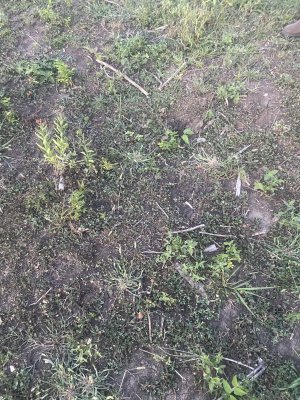 IMG_0082.jpeg