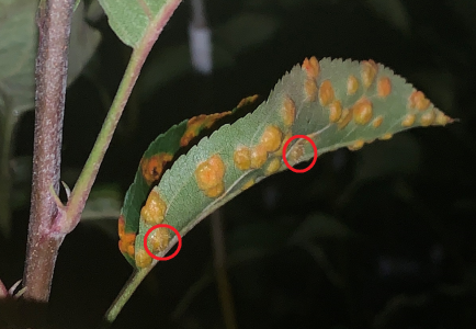 Warts.png