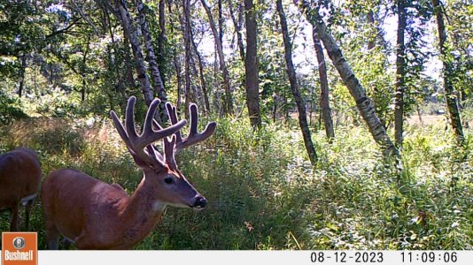 buck 08120038.jpg