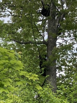 IMG_9516.JPG