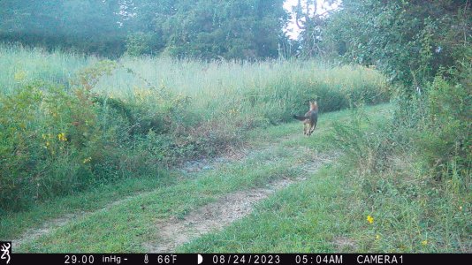 Coyote-deer2.JPG Coyote-deer2.JPG