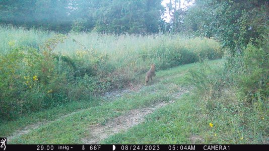 Coyote-deer3.JPG Coyote-deer3.JPG