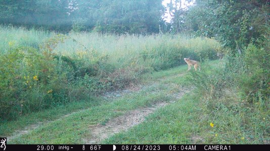 coyote-deer4.JPG coyote-deer4.JPG