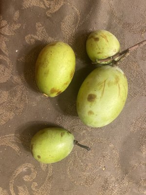 IMG_0183.jpeg