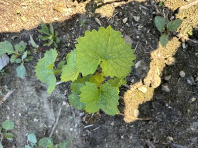 IMG_5288.jpeg