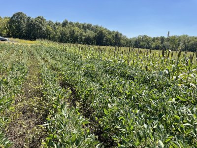 beans next to sorghum.jpg