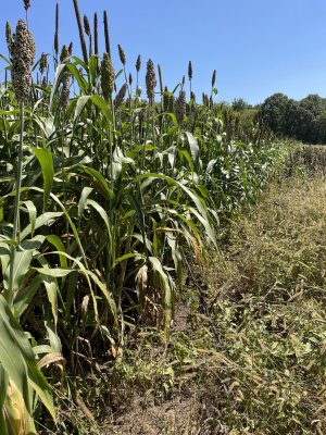 mature sorghum blend 23.jpg