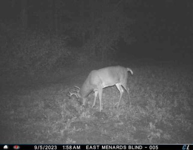 east 8 point buck.jpeg