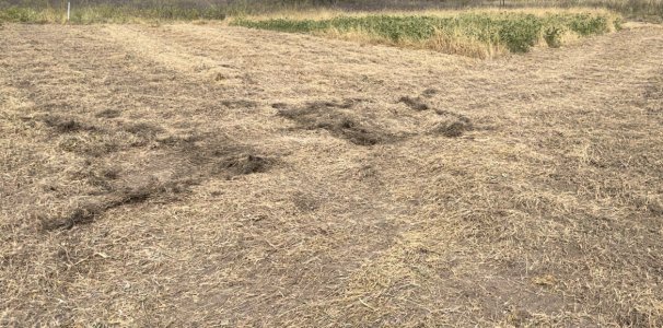 tilled bean plot before wheat.jpg